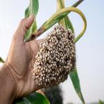 Health Benefits of Adding Jowar to Your Daily Diet