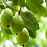 Health Benefits of Guava for Your Health
