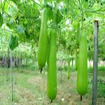 Health Benefits of Bottle Gourd for Weight Loss