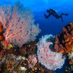Top Places for Underwater Exploration Activities