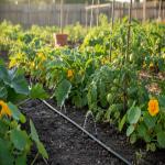 Water Saving Gardening Hacks: Grow More, Waste Less