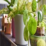 Low-Maintenance Plants for Busy Gardeners: Easy Greenery for Every Home