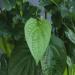 Paan (Betel Leaf): A Timeless Tradition With Surprising Health Benefits