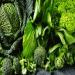 Health Benefits of Eating Green Leafy Vegetables for Your Well-being