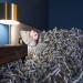 Astrology and Dreaming of Money: What Does It Mean!