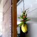 The Astrology Behind Keeping Lemon and Chilly Outside Your House