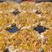 Recipe for Avarebele Dosa: A Flavorful Karnataka Delight