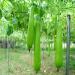 Health Benefits of Bottle Gourd for Weight Loss
