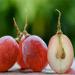 Health Benefits of Seeded Grapes: Tiny Seeds with Powerful Goodness