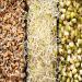 Health Benefits of Sprouted Foods and Why You Should Add Them to Your Daily Diet