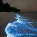 Bioluminescent Beaches in India: Where the Sea Comes Alive at Night