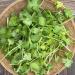 Coriander: The Underrated Leaf with Powerful Health Benefits
