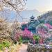 Gwangyang Maehwa Village, South Korea: A Peaceful Spring Escape Beyond the Cherry Blossom Crowds