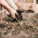 Soil Preparation Tips for Healthy Plants