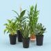 Indoor Plants for Prosperity and Happiness: Fresh Ideas for Your Home