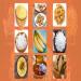 Day 1 to Day 9 Navaratri Bhog: What to Offer Durga Mata Each Day