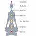 Chakras Explained: Unlocking Energy Centers in Your Body