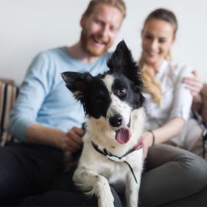 Study: Household pollutants cause infertility in both men and dogs