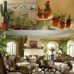 Go GREEN with indoor Green plants