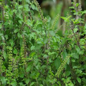 Astrology and the Tulsi Plant: The Power of Placing It in the Right Direction