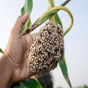 Health Benefits of Adding Jowar to Your Daily Diet