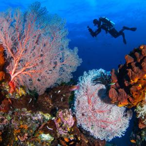 Top Places for Underwater Exploration Activities