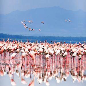 Instagram-Worthy Spots: Cherry Blossoms in Kashmir and Flamingo Watching in Mumbai