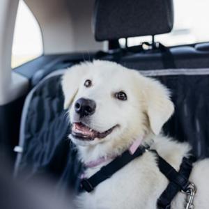 How to Travel with Pets: Making Adventures Paw-some and Stress-Free