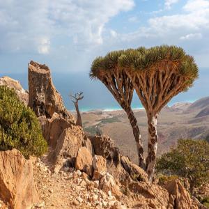 Socotra Island, Yemen: Exploring One of the Most Alien-Looking Places on Earth