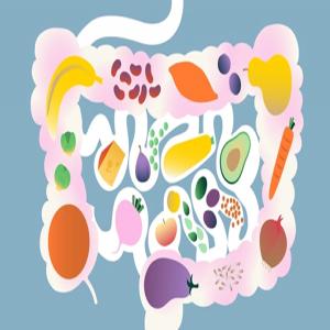 Gut Health 101: Why the Microbiome Is the Key to Your Overall Health and Digestion