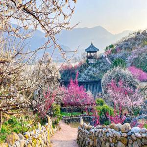 Gwangyang Maehwa Village, South Korea: A Peaceful Spring Escape Beyond the Cherry Blossom Crowds