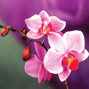 Garden Bloomers: 11 Beautiful Flowers of Nature