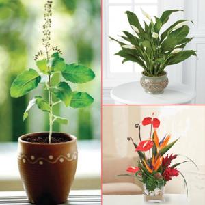 Home Decor: 8 Beautiful plants to grow indoors