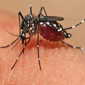 Indians uncover vaccine for deadly Zika virus